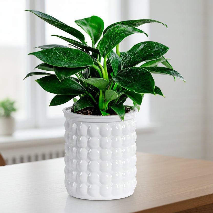 Self-watering hydroponic pot