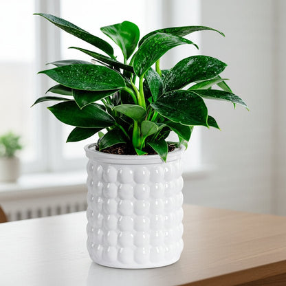 Self-watering hydroponic pot