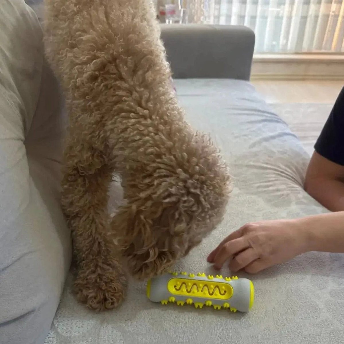 Jouet pour chien à la lavande