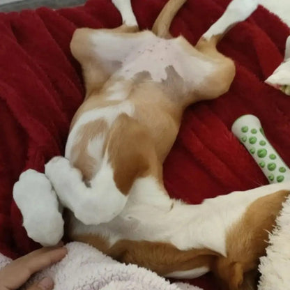 Jouet pour chien à la lavande