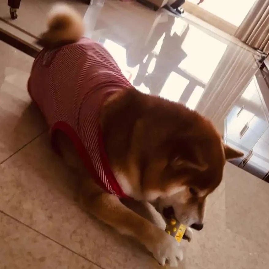 Jouet pour chien à la lavande