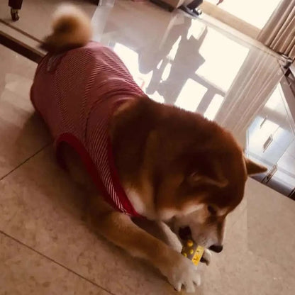 Jouet pour chien à la lavande